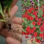Cómo propagar petunia con esquejes.