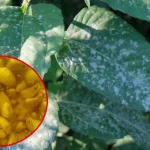 Cómo proteger las plantas de hongos e insectos: el método natural