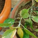 Cómo proteger las plantas de los pulgones: 5 consejos útiles