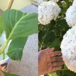 Cómo replicar flores: el método de bricolaje simple y efectivo