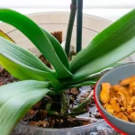 Cómo reutilizar las cáscaras de maní para las plantas: 2 formas de no tirarlas