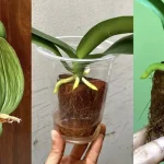 Cómo revivir una orquídea moribunda con un método simple y efectivo