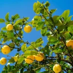 Cómo transferir correctamente el limonero.