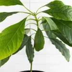Cultivar un aguacate: ¡el mejor truco para brotar y hacer crecer un hueso de aguacate como un profesional!
