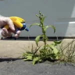 DIY 3 Ingredient Weed Killer