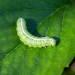 Effective remedies for Naturally Eliminating Green Caterpillars