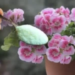 El método para hacer que los geranios florezcan rápidamente