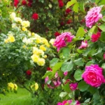 El secreto de un rosal en flor: ¿cómo obtener hermosas rosas en abundancia?