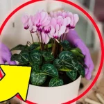 Exuberante ciclamen, aquí es donde debes colocarlo | ¡El secreto de los viveristas para que florezca hasta mayo!