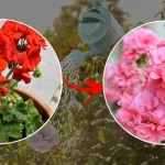 Geranios: si haces esto, los secas | Este es el truco para tener hojas fuertes y abundante floración