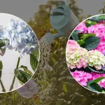 Hortensias: el secreto de la floristería para una floración abundante y unas hojas fuertes y luminosas