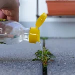 How to Create a Natural Weed Killer with Baking Soda and Vinegar  