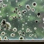 How to Remove Mold from Dirty Windows: Here’s a Natural Remedy