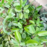 Kalanchoe Pinnata – The plant with multiple benefits  