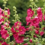 La malvarrosa: cultivar y plantar la majestuosa reina de los jardines