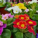 Las 5 plantas perennes con flores esenciales para un deslumbrante jardín primaveral