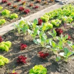 Los mejores consejos de jardinería para una huerta exitosa este añoLos mejores consejos de jardinería para una huerta exitosa este año
