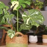 Los mejores consejos para el mantenimiento de tu Monstera