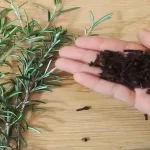 Mix rosemary and Tea : I didn’t expect it to be this effective