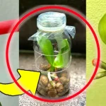 Orquídeas, el truco para multiplicarlas con ramitas de flores: ¡si haces esto crecerán rápidamente sanas y fuertes!