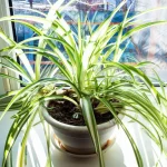 Plantas en la cocina: cómo purificar el aire de forma natural