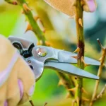Poda de rosas: ¿cuándo y cómo podar rosas para tener magníficas rosas?
