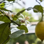 Por qué el limonero no florece: posibles causas y soluciones