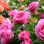 Rosas bonitas y sanas: sigue estos 5 consejos para un jardín suntuoso