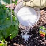 Si quieres plantas frondosas y florecientes en poco tiempo, utiliza este fertilizante: los resultados te sorprenderán