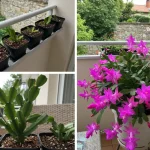 The Most Effective Techniques to Make Your Christmas Cactus Burst into Flowers Right on Time for the Holidays