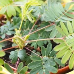 The  Power of Mimosa Pudica: 10 Benefits