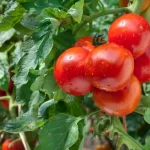 These 3 Mistakes Made in May Can Destroy Your Tomato Harvest