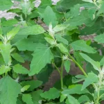 This plant is often found in every garden, but most people don’t know the power of this plant.