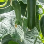 Todo lo que necesitas saber sobre la siembra y el cultivo de pepinos