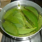 Unlock the full potential of guava leaves and start reaping the rewards of this extraordinary plant