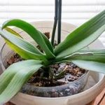 Ven a coltivar las orquídeas en acqua