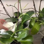 Very lush orchid, if you water it with this it will be 10 times more beautiful
