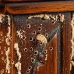 Woodworms in furniture: get rid of them immediately with this natural remedy.