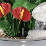 https://trucoshogarjardin.com/3111-2/