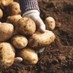 ¿Cómo plantar y cultivar patatas con éxito? ¡Descubre todo lo que necesitas saber!