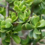 ¿Cómo plantar y mantener el árbol de jade con éxito?