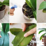 ¿Orquídea sana que te dure hasta 5 años más? ¡Solo vierte una taza de este líquido!