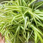 ¿Por qué las puntas de las plantas de araña se vuelven marrones?