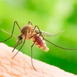 5 effective home remedies for mosquitoes that you likely already have at home, without even realizing it.