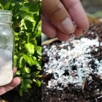 A natural bomb for plants, just pour it into the soil to bring them back to life