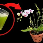All you need is this glass and the orchid will bloom continuously for 4 seasons
