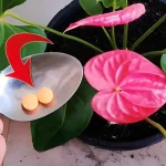 Anthurium thriving for 10 months in a row with this precious nursery method