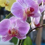 Bicarbonate, spread it on the plants: natural repellent | More lush plants in 24 hours