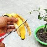 Boost your plants with this homemade banana peel tea: a super natural fertilizer