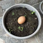 Bury an Egg in Your Soil or Garden: What Happens After 10 Days